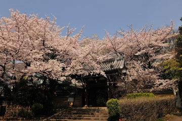 写真：法明寺山門と桜