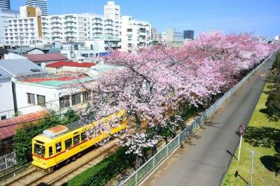Tokyo Sakura Tram
