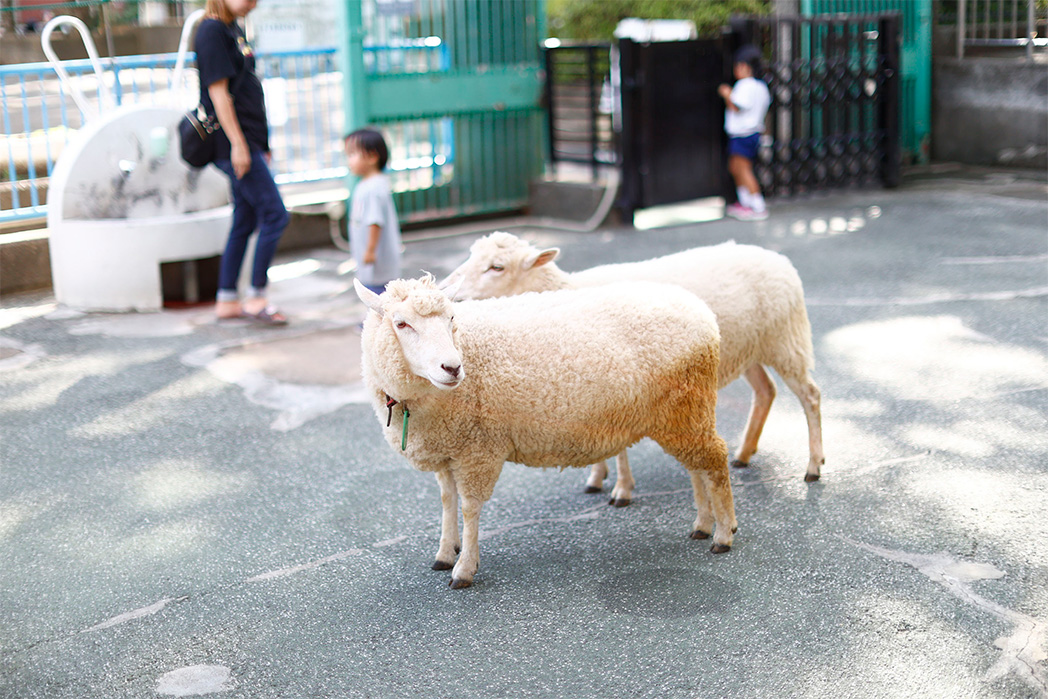 こども動物園高島平分園