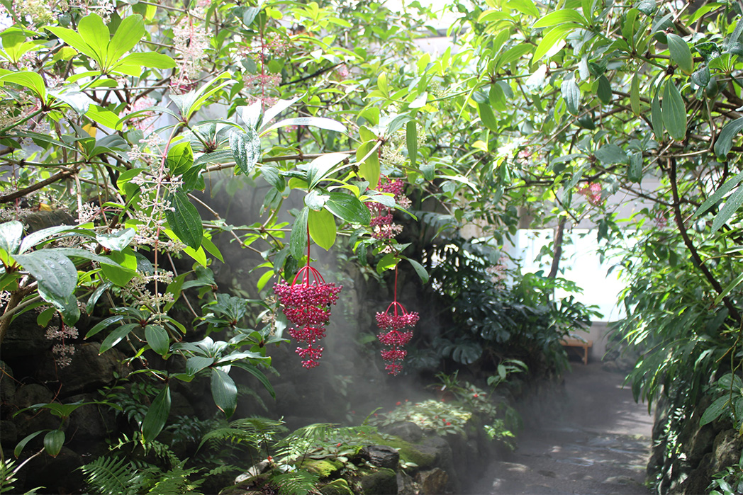 板橋区立熱帯環境植物館