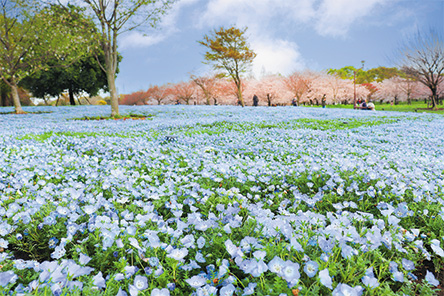 画像：舎人公園