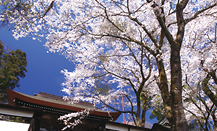 桜色の風景