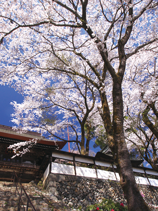 桜色の風景