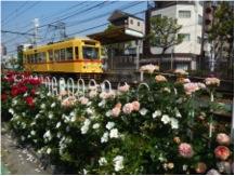 都電荒川線を走る7000形車両