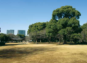 画像：北の丸公園（公園⻄側、千⿃ヶ淵近くの芝⽣広場から北の⽅⾓を眺めた写真）