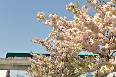 画像：日暮里・舎人ライナーとともに11年 舎人公園千本桜まつり
