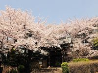 画像：法明寺山門と桜