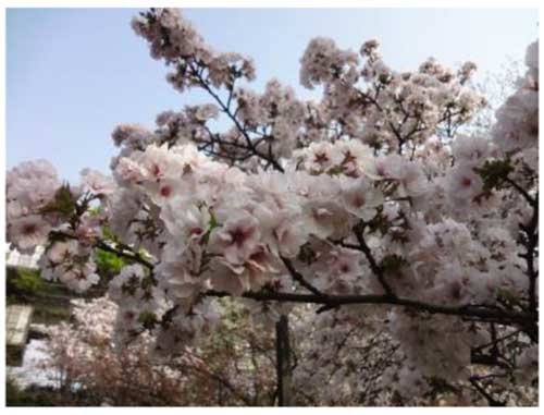 画像：舎人公園の桜