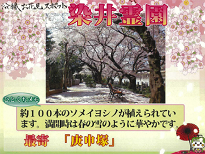 沿線お花見スポット：「染井霊園」 ひとくちメモ：約100本のソメイヨシノが植えられています。満開時は春の雪のように華やかです。 最寄：「庚申塚」