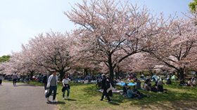 桜の写真