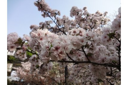 画像：桜