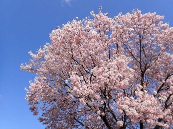 画像:桜