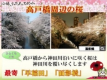 画像:沿線お花見スポット「高戸橋周辺の桜」