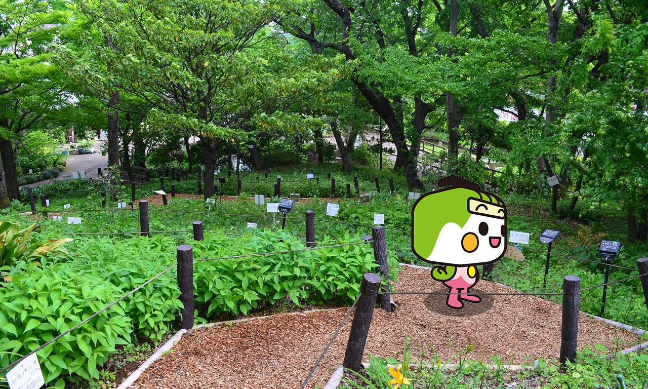 赤塚植物園2
