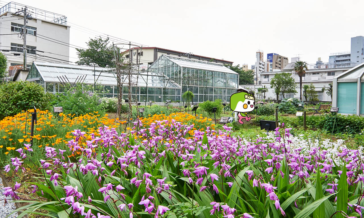 薬用植物園1