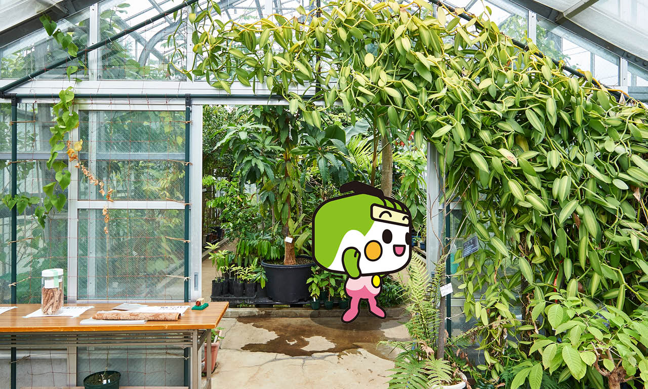 薬用植物園2