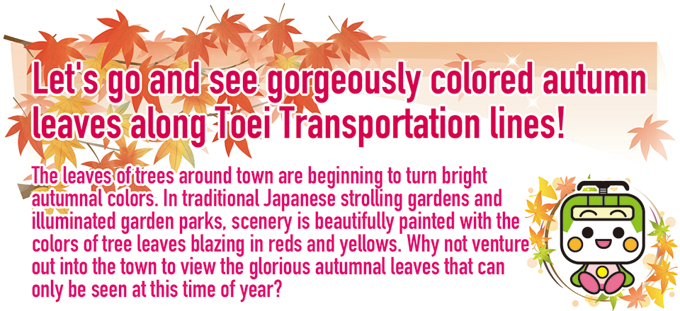 Let's go and see gorgeously colored autumn leaves along Toei Transportation lines!