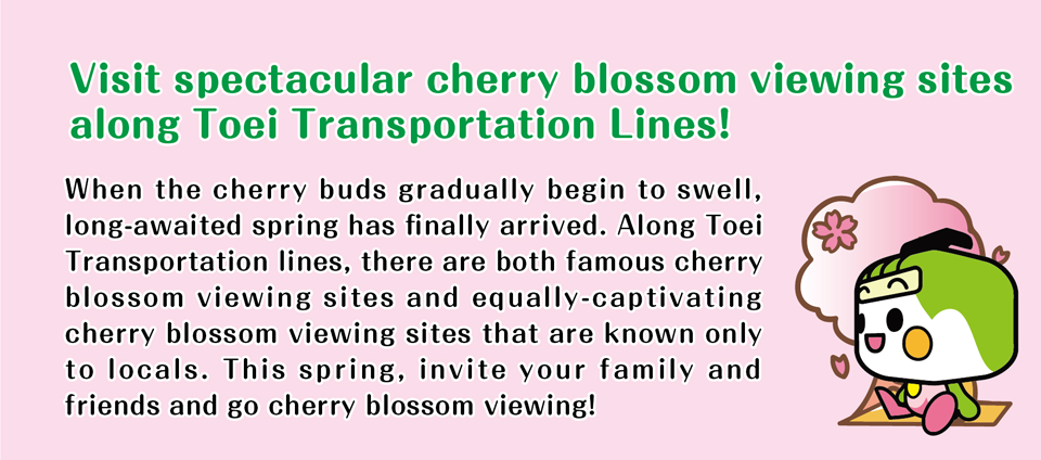 Ride the Tokyo Sakura Tram (Toden Arakawa Line) and visit various cherry blossom viewing sites!