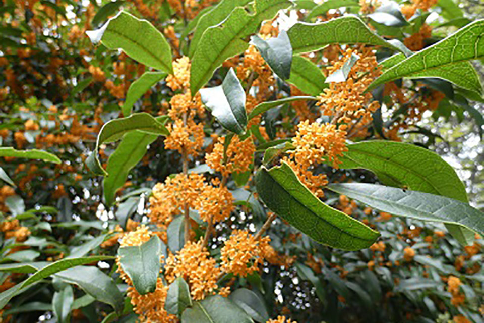 Koishikawa Botanical Garden