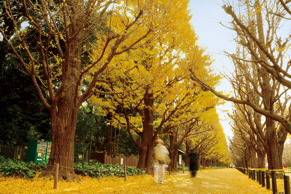 Meiji Jingu Gaien