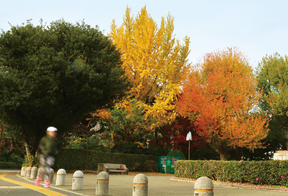 Meiji Jingu Gaien