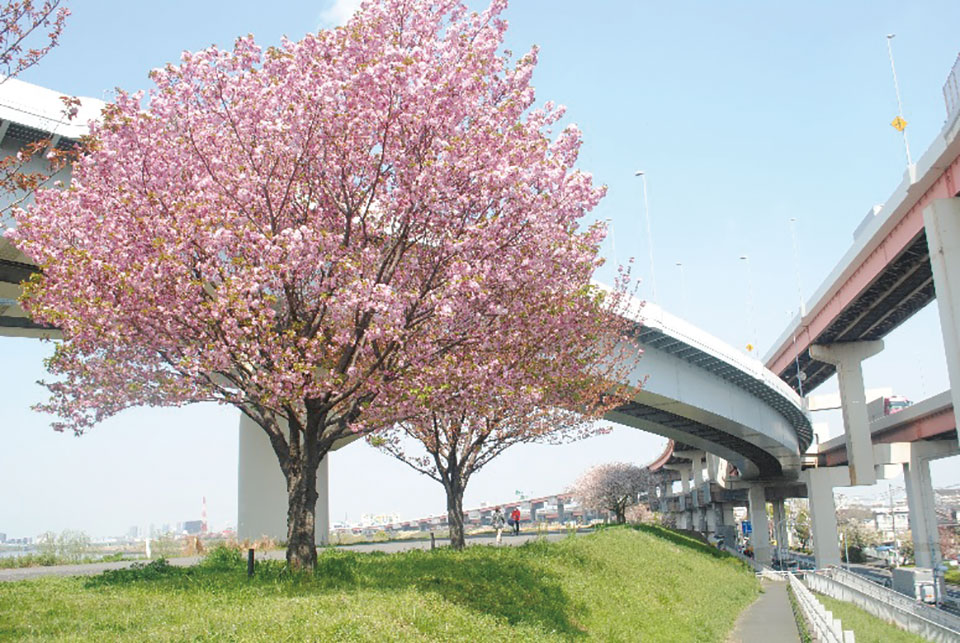 Adachi Goshiki Zakura Walk