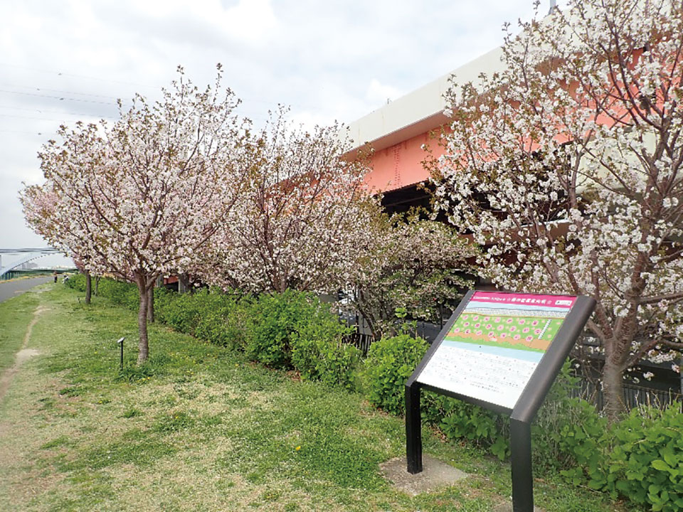 あだち五色桜の散歩みち