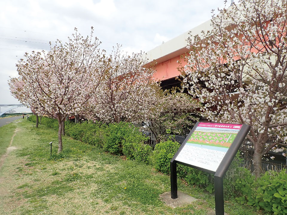 Adachi Goshiki Zakura Walk