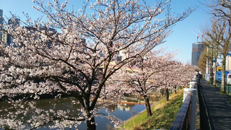 Cherry blossom trees along Sotobori Street