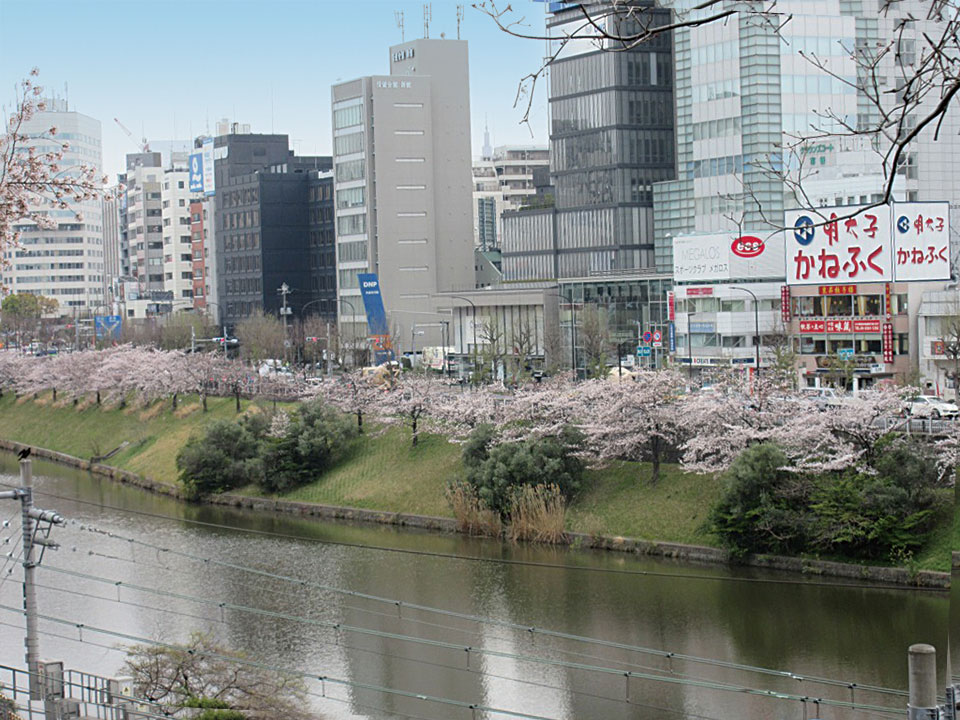 Cherry blossom trees along Sotobori Street