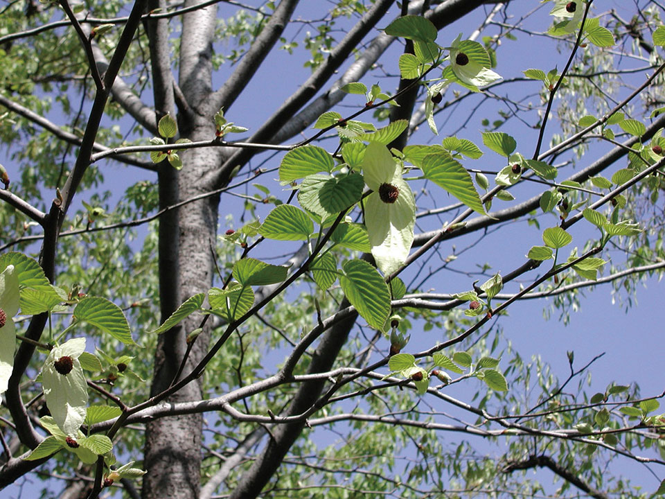 Akatsuka Botanical Garden