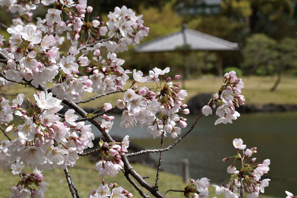 舊芝離宮恩賜庭園