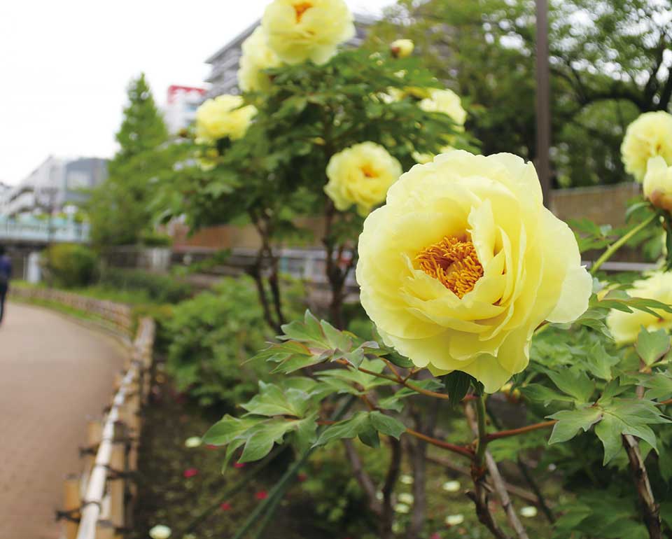 古石场川亲水公园