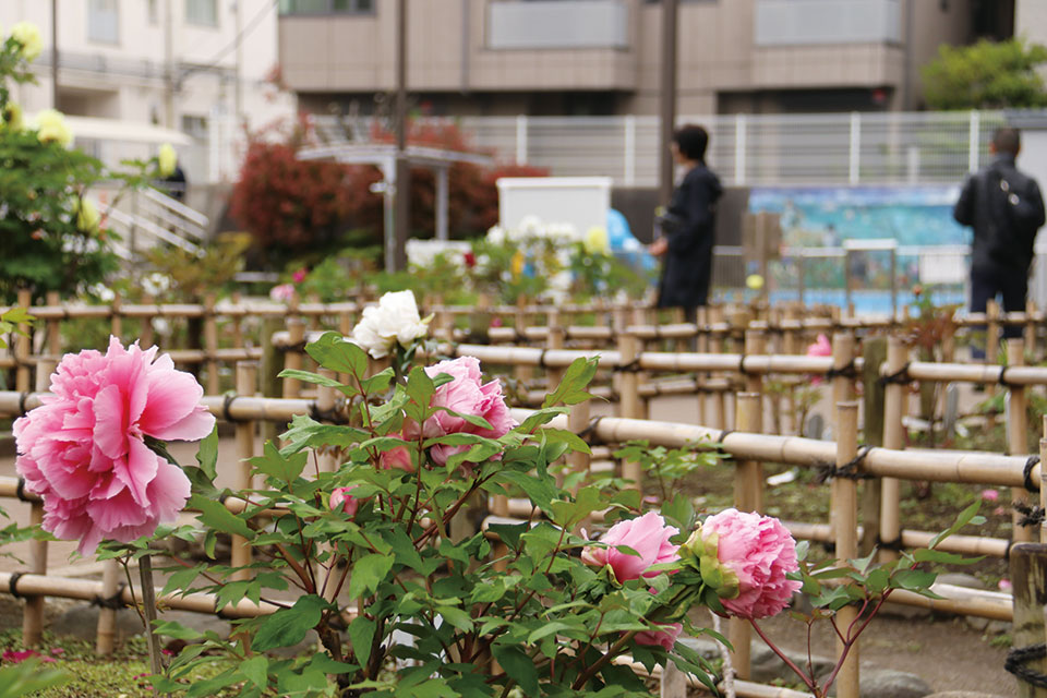 古石場川親水公園