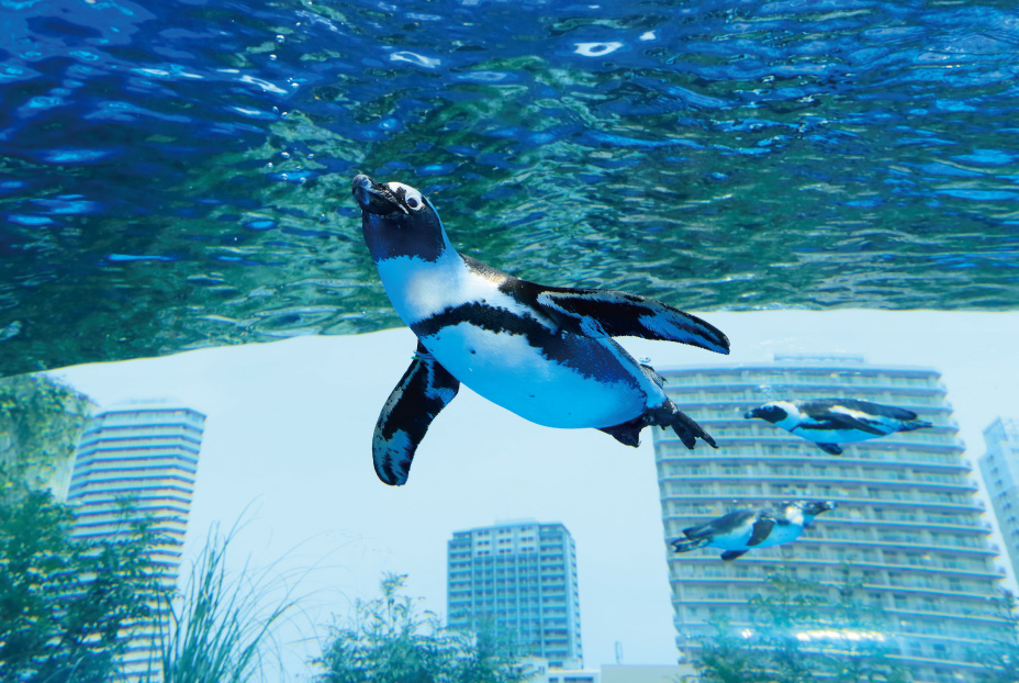 Sunshine水族館