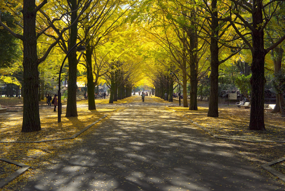 光が丘公園