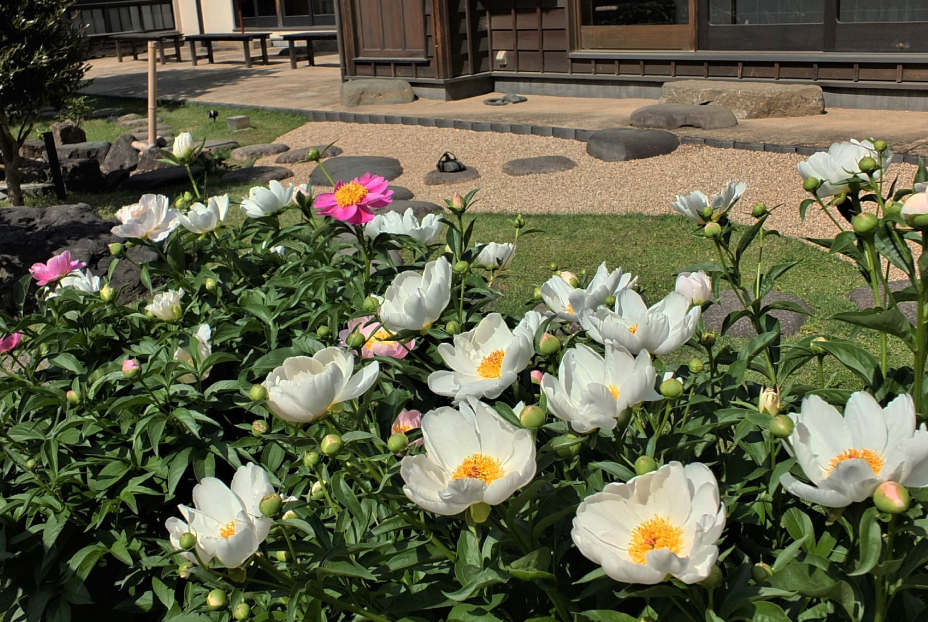 Higo Hosokawa Garden