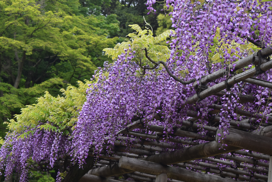 Koishikawa Korakuen Gardens