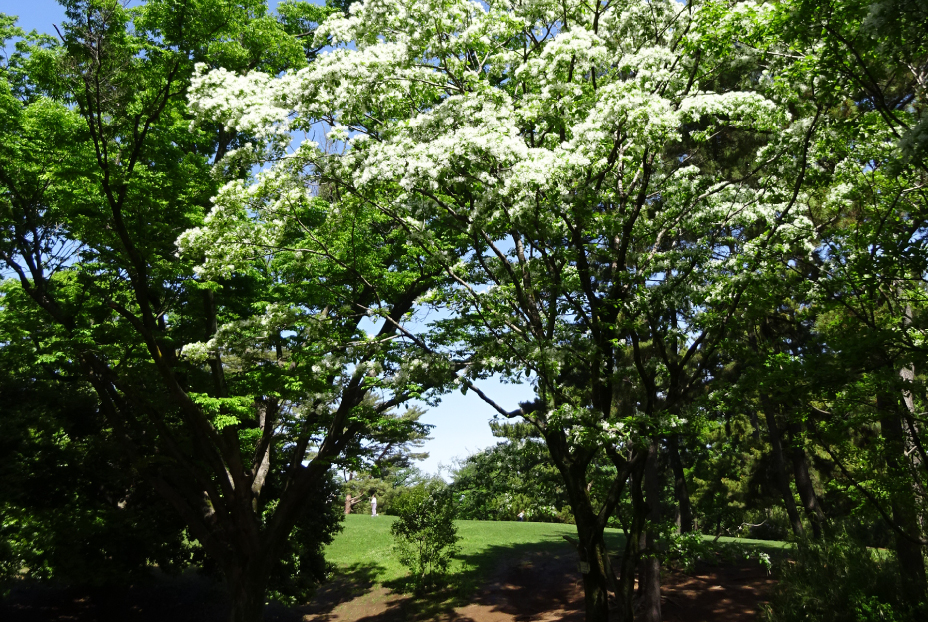 光が丘公園