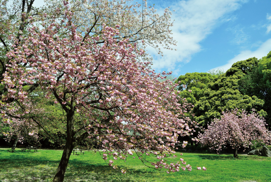清澄庭園