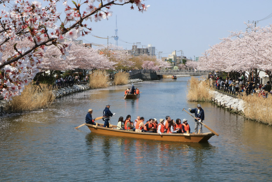 新川千本桜