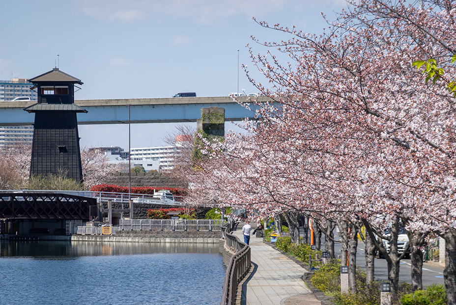 新川千本桜