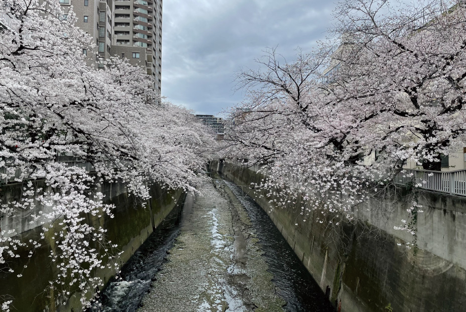 神田川遊歩道のさくら並木（西早稲田地区）
