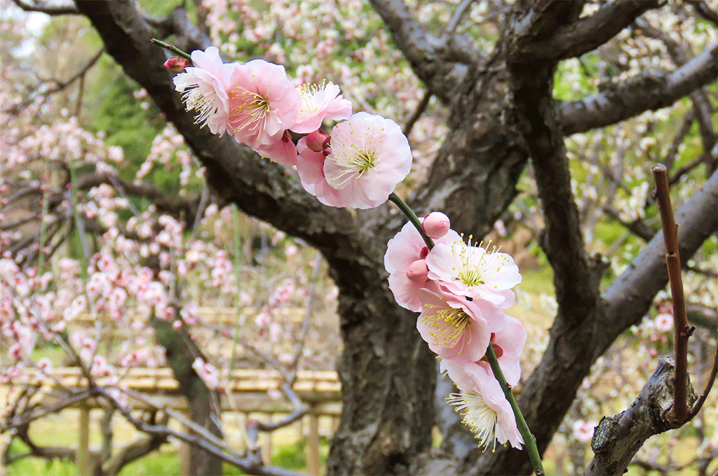 Koishikawa Korakuen Gardens