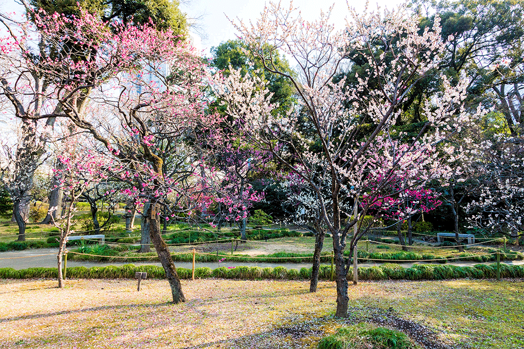 Koishikawa Korakuen Gardens