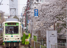 桜の見どころスポット：学習院下