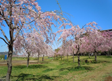 桜の見どころスポット：尾久の原公園