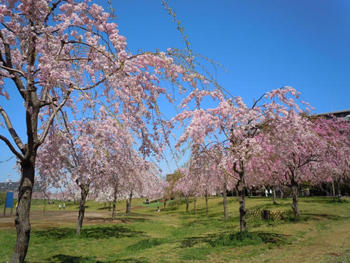 イメージ：尾久の原公園