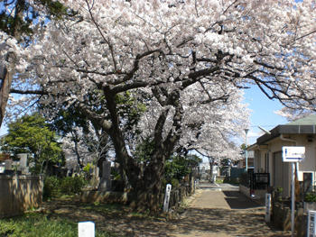 イメージ：染井霊園